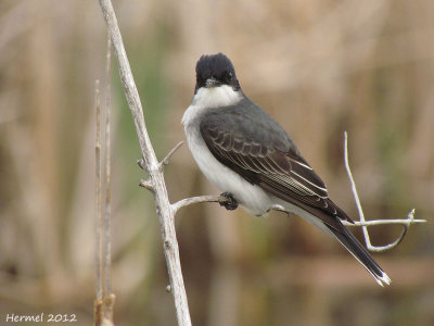 Tyran tritri - Eastern Kingbird