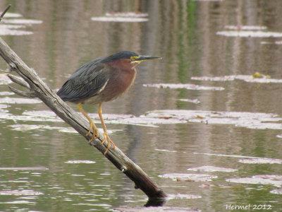 Hron vert - Green Heron