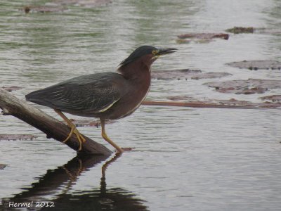 Héron vert - Green Heron