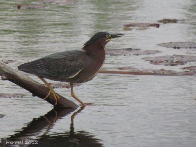 Hron vert - Green Heron