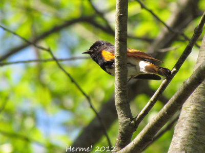 Paruline flamboyante - American Redstart