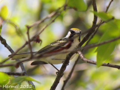 Paruline  flancs marrons - Chestnut-sided warbler