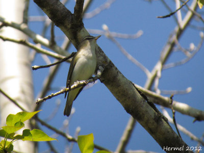 Vireo aux yeux rouges - Red-eyed Vireo