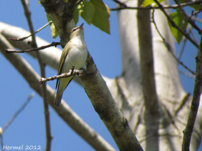 Vireo aux yeux rouges - Red-eyed Vireo