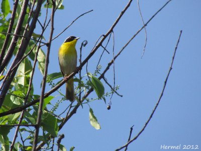 Paruline masque - Common Yellowthroat