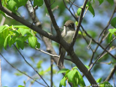 Moucherolle tchbec - Least Flycatcher