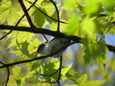 Vireo aux yeux rouges - Red-eyed Vireo