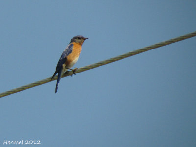 Merlebleu de l'est - Eastern Bluebird