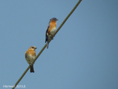 Merlebleu de l'est - Eastern Bluebird