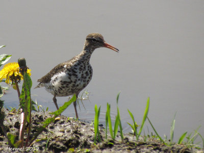 Chevalier grivel - Spotted Sandpiper