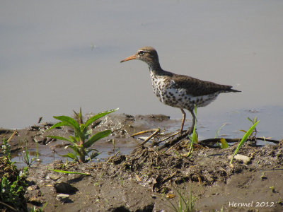 Chevalier grivel - Spotted Sandpiper