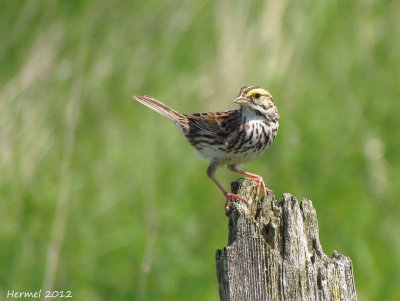 Bruant des prs - Savannah Sparrow