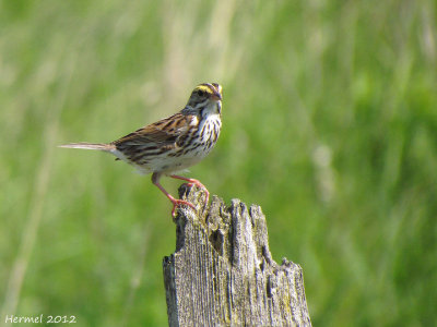Bruant des prés - Savannah Sparrow