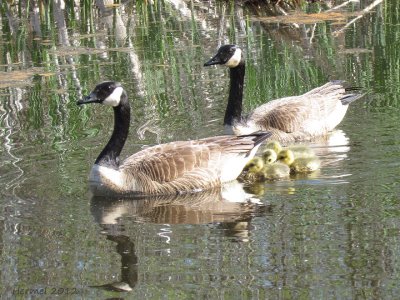 Bernache du canada - Canada Goose