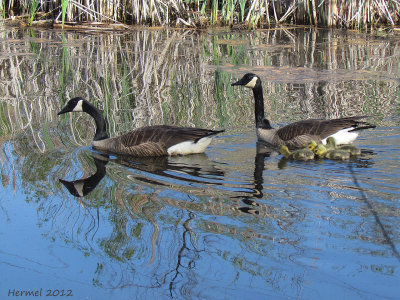 Bernache du canada - Canada Goose