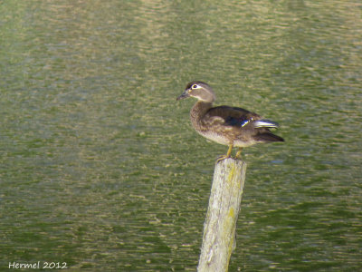 Canard branchu - Wood Duck