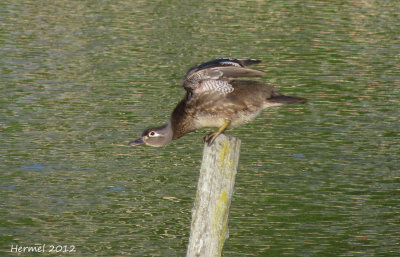 Canard branchu - Wood Duck