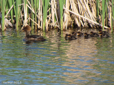 Harle couronné - Hodded Merganser