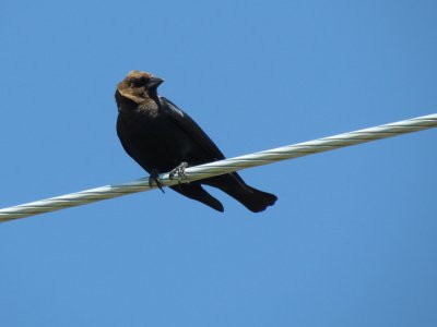 Vacher à tête brune - Brown-headed Cowbird