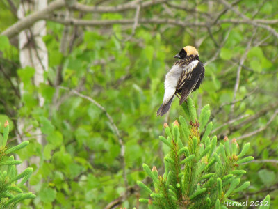 Goglu des prs - Bobolink