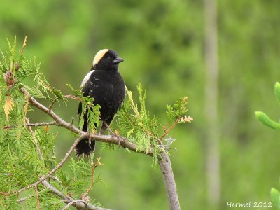 Goglu des prs - Bobolink