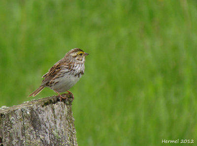 Bruant des prés - Savannah Sparrow