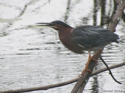 Hron vert - Green Heron