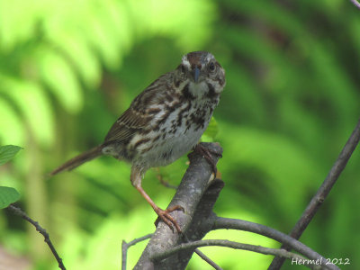 Brunat chanteur - Song Sparrow