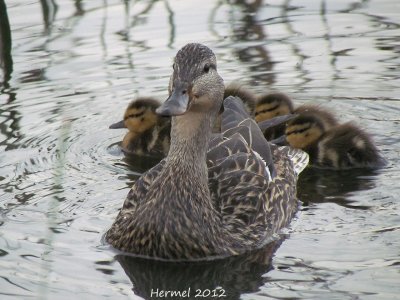 Canard Colvert - Mallard