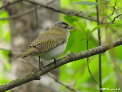 Vireo aux yeux rouges - Red-eyed Vireo