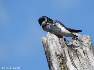 Hirondelle bicolore - Tree Swallow