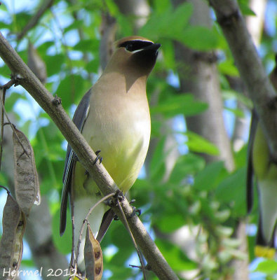 Jaseur d'Amérique - Cedar Waxwing