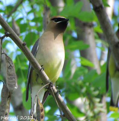 Jaseur d'Amrique - Cedar Waxwing