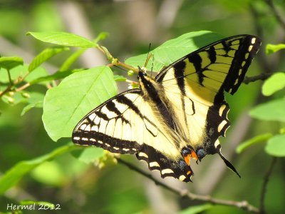 Papillon tigr du Canada - Western Swallowtail