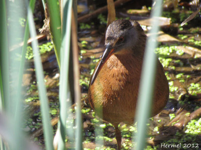 Rle de Virginie - Virginia rail