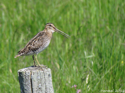 Bcassine de Wilson - Common Snipe