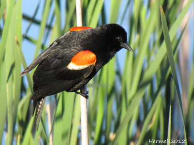 Carouge à épaulettes - Red-winged Blackbird