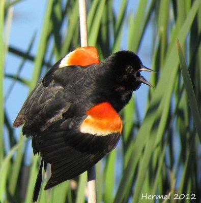 Carouge  paulettes - Red-winged Blackbird