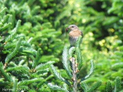 Merlebleu de l'est - Eastern Bluebird