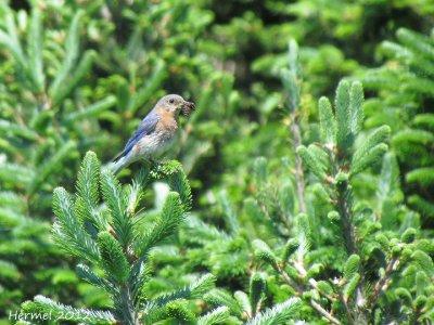 Merlebleu de l'est - Eastern Bluebird