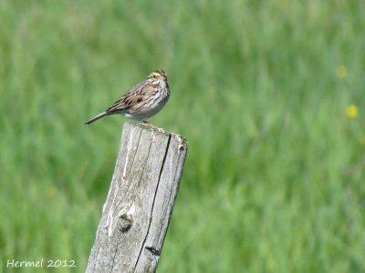 Bruant des prs - Savannah Sparrow