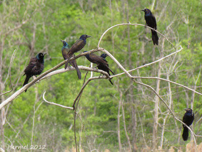 Quiscale bronz - Common Grackle