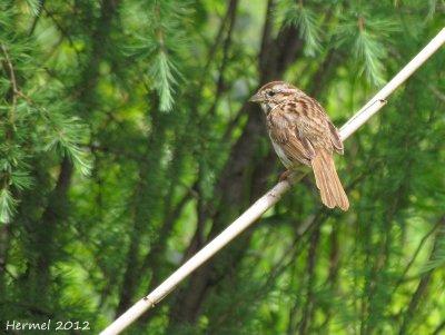 Bruant chanteur - Song Sparrow