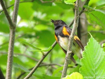 Paruline flamboyante - American Redstart