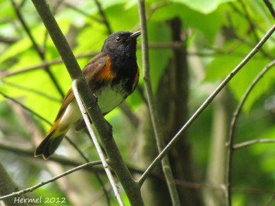 Paruline flamboyante - American Redstart