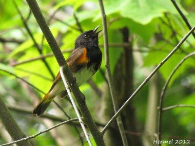 Paruline flamboyante - American Redstart