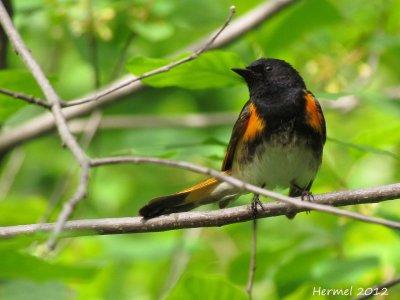 Paruline flamboyante - American Redstart