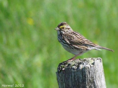 Bruant des prs - Savannah Sparrow