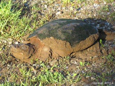 Tortue - Turtle