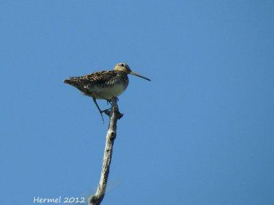 Bécassine de Wilson - Wilson's Snipe